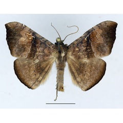 /filer/webapps/moths/media/images/O/ochrodiscata_Enmonodiops_AL_Aulombard.jpg