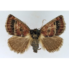 /filer/webapps/moths/media/images/P/pyrocausta_Susicina_AF_TMSA.jpg