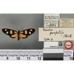/filer/webapps/moths/media/images/P/perpetua_Thyrosticta_HT_BMNHa.jpg