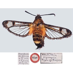 /filer/webapps/moths/media/images/P/pyropis_Melittia_HT_BMNH.jpg