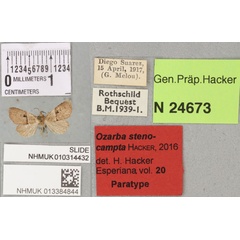 /filer/webapps/moths/media/images/S/stenocampta_Ozarba_PTM_BMNH_03a.jpg