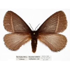 /filer/webapps/moths/media/images/G/giganteus_Stenoglene_AM_MNHN.jpg