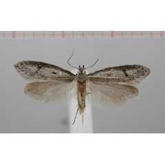 /filer/webapps/moths/media/images/O/oreotrephes_Picrospora_HT_TMSA.jpg
