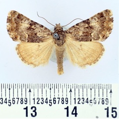 /filer/webapps/moths/media/images/C/chloridina_Asplenia_AM_BMNH.jpg