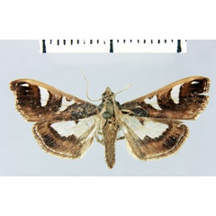 /filer/webapps/moths/media/images/O/oriolalis_Diaphania_HT_MNHN.jpg