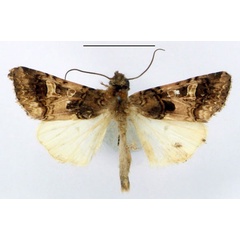 /filer/webapps/moths/media/images/V/variegata_Odontestra_AM_BMNH.jpg