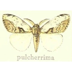 /filer/webapps/moths/media/images/P/pulcherrima_Laelia_HT_Hering_21i.jpg