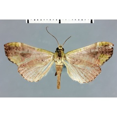 /filer/webapps/moths/media/images/A/anosibalis_Megarthria_AT_MNHN.jpg
