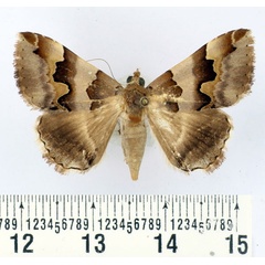 /filer/webapps/moths/media/images/P/portia_Dysgonia_AF_BMNH.jpg