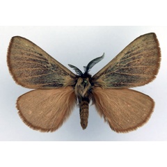/filer/webapps/moths/media/images/T/thunbergii_Phyllalia_AM_Basquin.jpg
