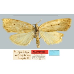 /filer/webapps/moths/media/images/S/suberythroea_Mimulosia_AT_MNHN.jpg