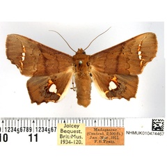 /filer/webapps/moths/media/images/V/vitrea_Episparis_AF_BMNH.jpg