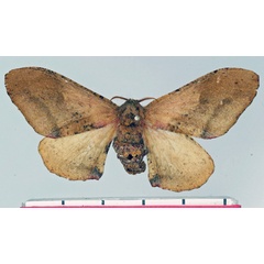 /filer/webapps/moths/media/images/C/cana_Micragone_AF_Basquin.jpg