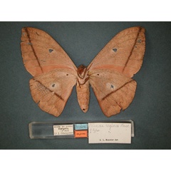/filer/webapps/moths/media/images/R/reginae_Lobobunaea_HT_RMCA_02.jpg