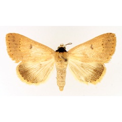 /filer/webapps/moths/media/images/A/aspila_Plecoptera_AF_TMSA_01.jpg