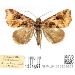 /filer/webapps/moths/media/images/T/talusina_Marcipa_AF_BMNH_01.jpg