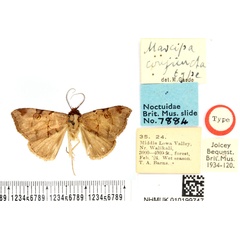 /filer/webapps/moths/media/images/C/conjuncta_Marcipa_HT_BMNH.jpg