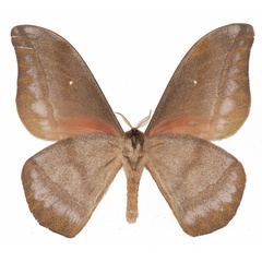 /filer/webapps/moths/media/images/R/rhodophila_Gonimbrasia_AM_Basquinb.jpg