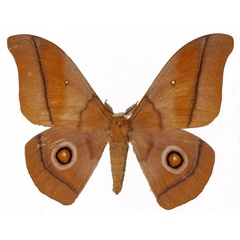 /filer/webapps/moths/media/images/O/occidentalis_Gonimbrasia_AM_Basquin.jpg
