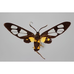 /filer/webapps/moths/media/images/B/blandina_Stictonaclia_LT_BMNH.jpg