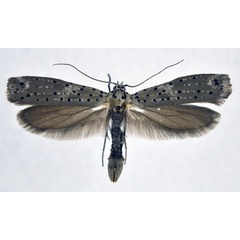 /filer/webapps/moths/media/images/M/morbillosus_Yponomeuta_AM_NHMO.jpg