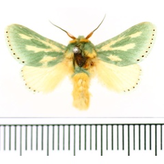 /filer/webapps/moths/media/images/A/amoena_Coenobasis_AM_BMNH.jpg