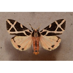 /filer/webapps/moths/media/images/E/ellioti_Seydelia_A_Butler_01.jpg