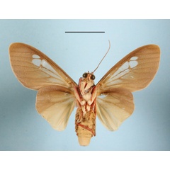 /filer/webapps/moths/media/images/L/leucoptera_Amerila_AM_MGCLb_02.JPG