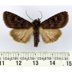 /filer/webapps/moths/media/images/A/africana_Heliophobus_AM_BMNH_02.jpg