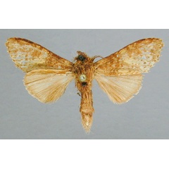 /filer/webapps/moths/media/images/F/fusconebulosa_Eurystauridia_PT_RMCA.jpg