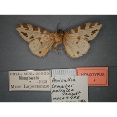 /filer/webapps/moths/media/images/P/paleacea_Kiriakoffalia_HT_RMCA_02.jpg