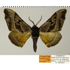 /filer/webapps/moths/media/images/A/anthracina_Gongropteryx_HT_ZSMa.jpg