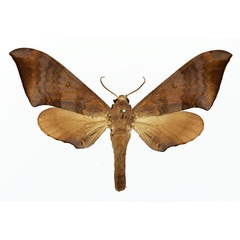 /filer/webapps/moths/media/images/P/prionites_Neopolyptychus_AF_Basquin_01.jpg