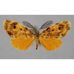 /filer/webapps/moths/media/images/F/fadella_Microhyle_A_BMNH.jpg