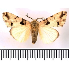 /filer/webapps/moths/media/images/A/aequatoria_Halochroa_AM_BMNH.jpg