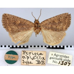 /filer/webapps/moths/media/images/A/aplecta_Perigea_HT_BMNH.jpg