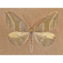 /filer/webapps/moths/media/images/M/meridionalis_Hypochrosis_AM_Butler.jpg
