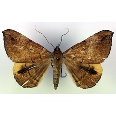 /filer/webapps/moths/media/images/B/busira_Achaea_A_RMCA.jpg