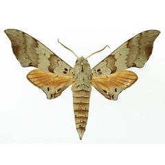 /filer/webapps/moths/media/images/T/tiro_Polyptychus_AM_Basquin_01a.jpg