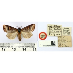 /filer/webapps/moths/media/images/C/contrastata_Aspidifrontia_HT_BMNH.jpg