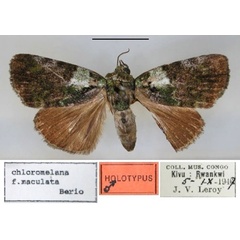 /filer/webapps/moths/media/images/M/maculata_Blenina_HT_RMCA_01.jpg