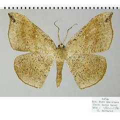 /filer/webapps/moths/media/images/O/ommatoclesis_Epigynopteryx_AF_ZSMa.jpg