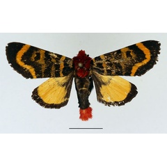 /filer/webapps/moths/media/images/F/fasciata_Daphaenura_AM_Basquin.jpg