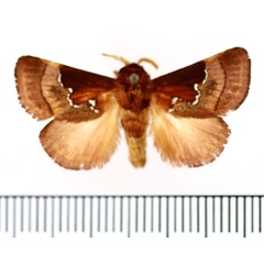 /filer/webapps/moths/media/images/A/argentolineata_Brachia_AM_BMNH_01.jpg