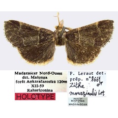 /filer/webapps/moths/media/images/M/mourzinalis_Zitha_HT_MNHN.jpg