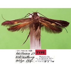 /filer/webapps/moths/media/images/A/andrianella_Lecithocera_HT_MNHN.jpg