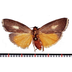 /filer/webapps/moths/media/images/A/albimaculalis_Episindris_AF_Poltavsky.jpg