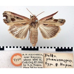 /filer/webapps/moths/media/images/P/phoenicraspis_Delta_HT_BMNH.jpg