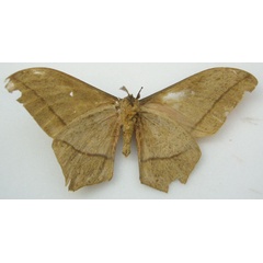 /filer/webapps/moths/media/images/D/dorcas_Bunaea_HT_NHMUKb.jpg