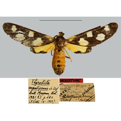 /filer/webapps/moths/media/images/A/angustipennis_Thyrosticta_HT_MNHN.jpg